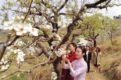 <strong>蓝冠登陆蓟州梨园情旅游文化节活动丰富</strong>