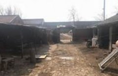 <b>天津宝坻区：新蓝冠开口镇首届云端葡萄采摘节</b>