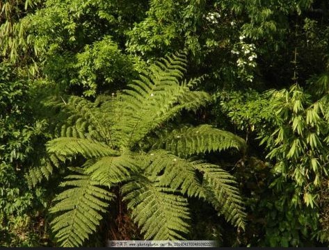 蓝冠测速,蓝冠的历史
